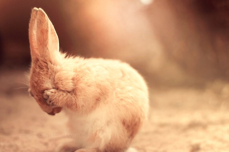 Brown Rabbit Covering Face — Calm
