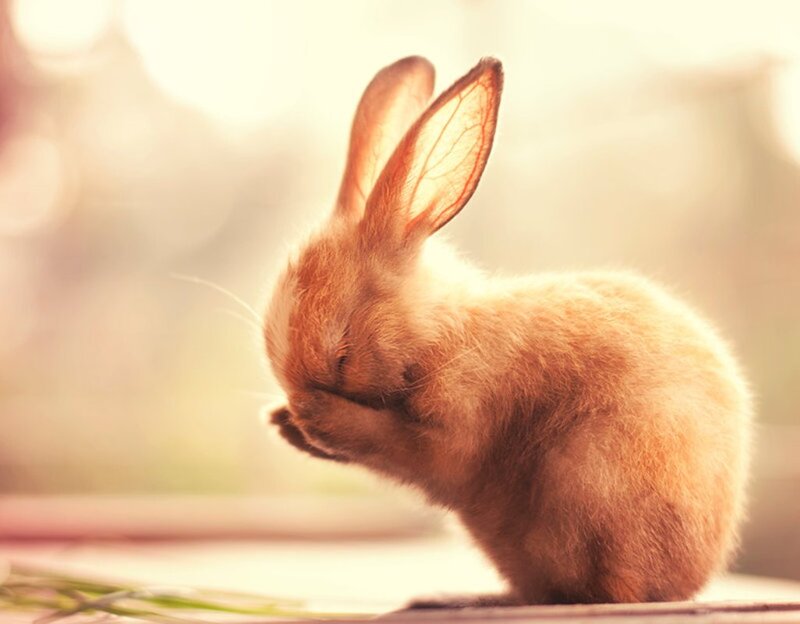 Brown Rabbit Covering Face
