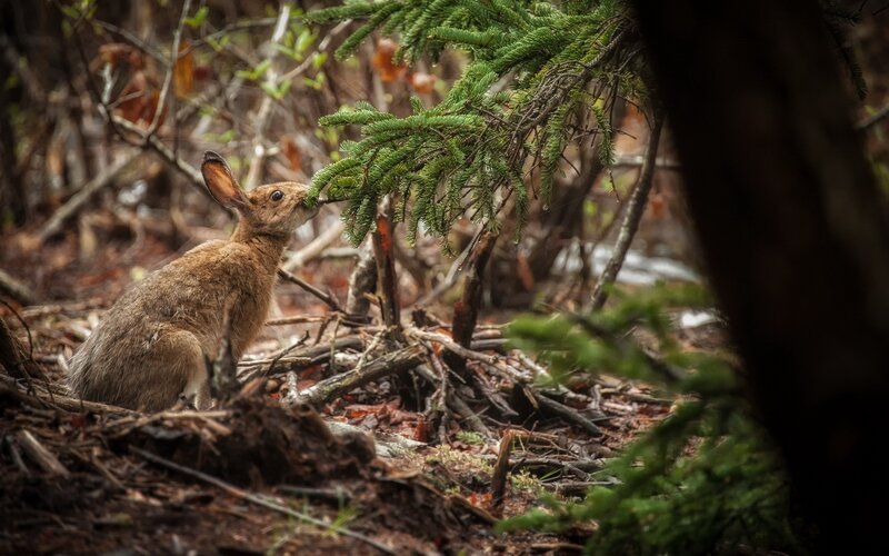 Brown Rabbit Eating Branch