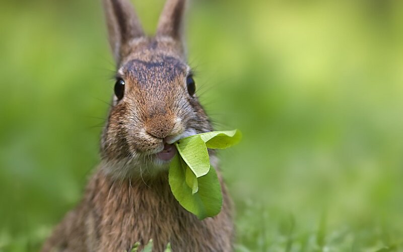 Brown Rabbit Eating Leaf — Green, Calm, Afternoon