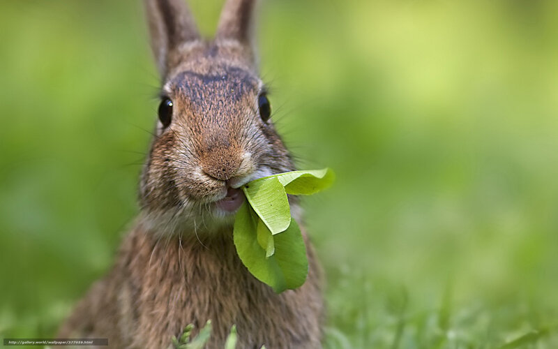 Brown Rabbit Eating Leaf — Green, Calm, Morning