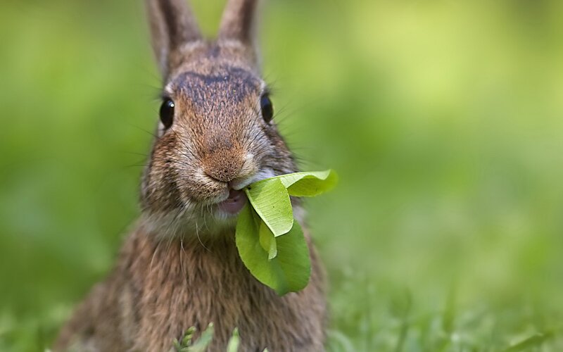 Brown Rabbit Eating Leaf — Green