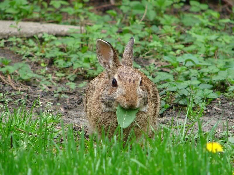 Brown Rabbit Eating Leaf