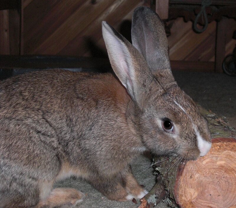 Brown Rabbit Eating Wood