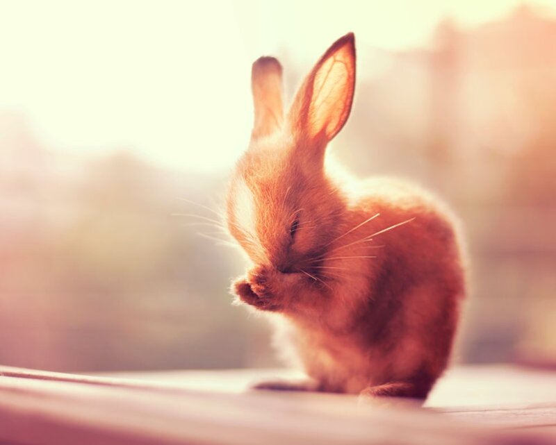 Brown Rabbit Grooming — Calm, Sunset