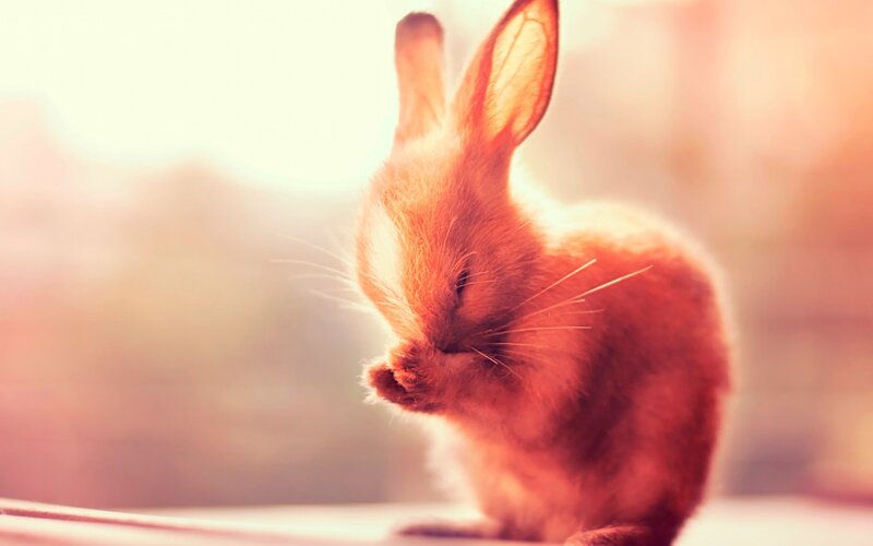 Brown Rabbit Grooming — Orange