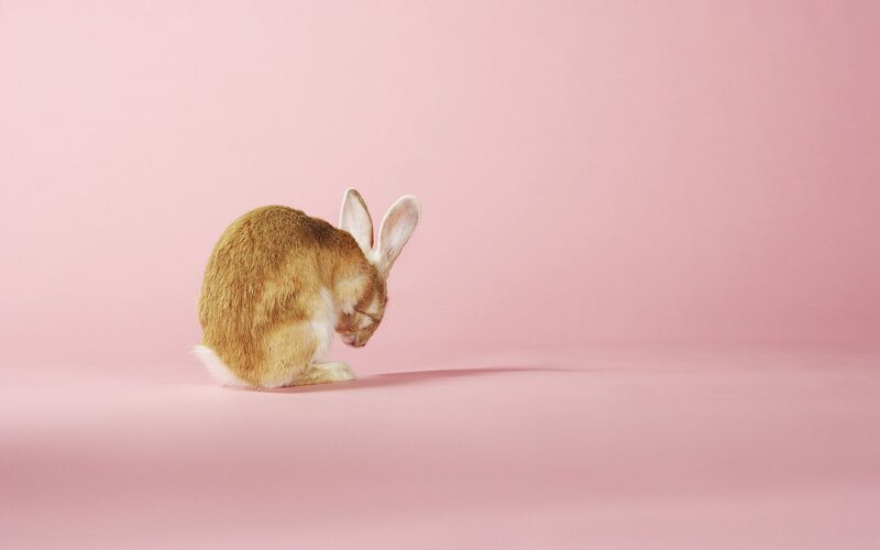 Brown Rabbit Grooming — Pink