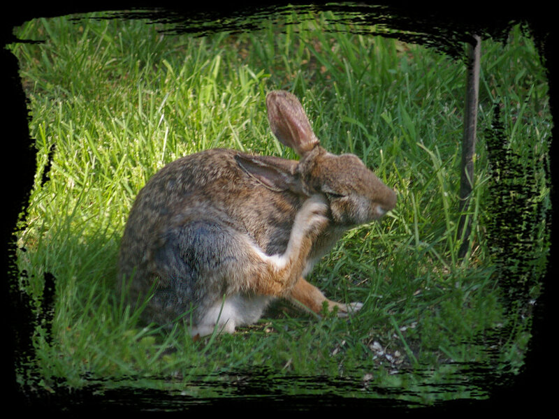 Brown Rabbit Grooming