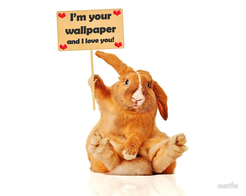 Brown Rabbit Holding Sign