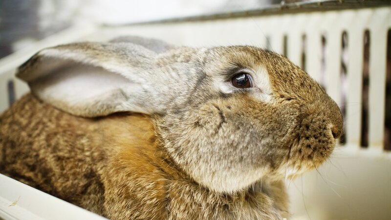 brown rabbit in a cage
