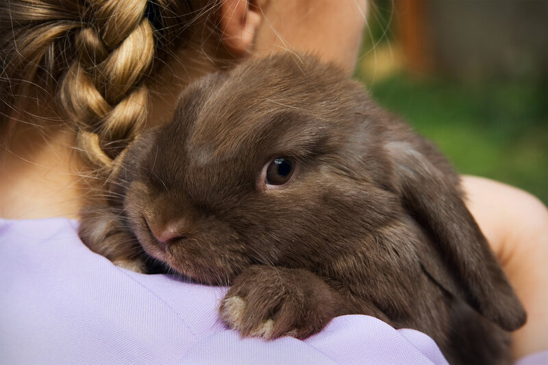 Brown Rabbit in Arms