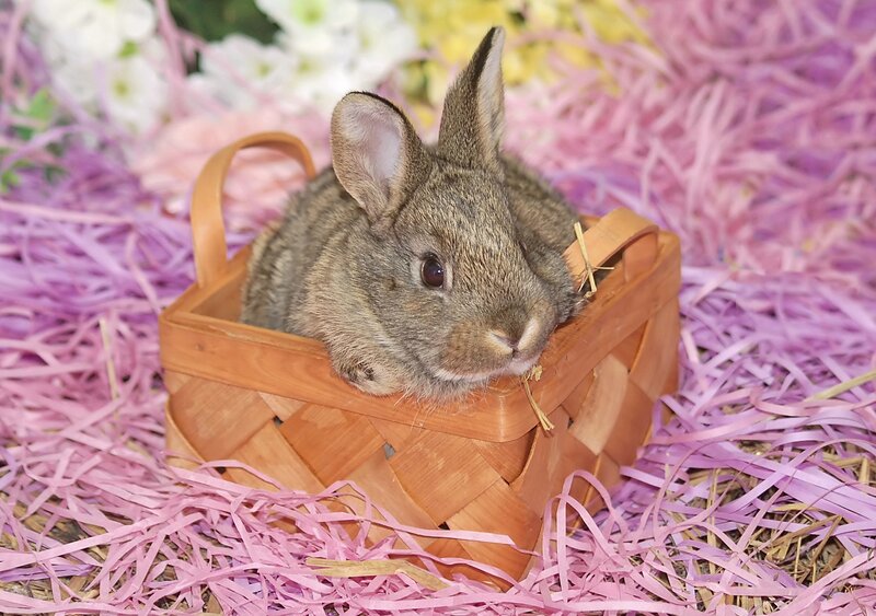 Brown Rabbit in Basket — Calm