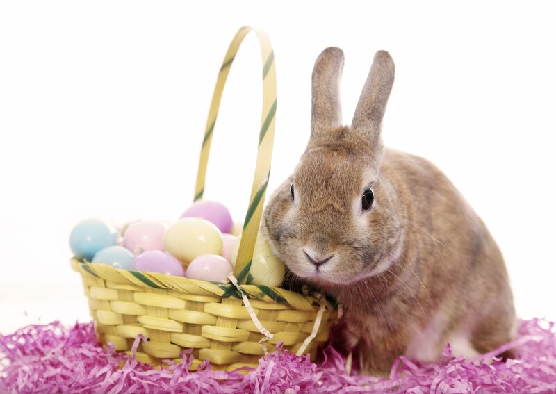 Brown Rabbit in Basket — Yellow, Festive