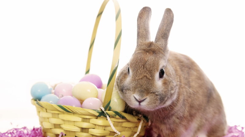Brown Rabbit in Basket — Yellow