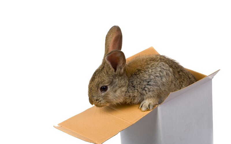 Brown Rabbit in Box — Calm, Photograph