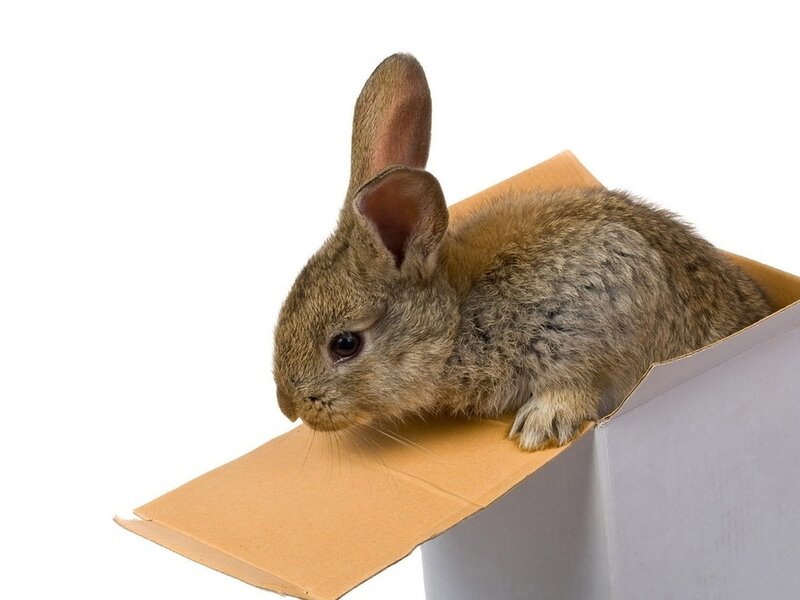 Brown Rabbit in Box — Calm