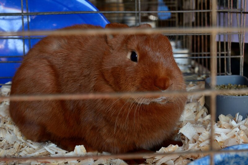 Brown Rabbit in Cage — Calm