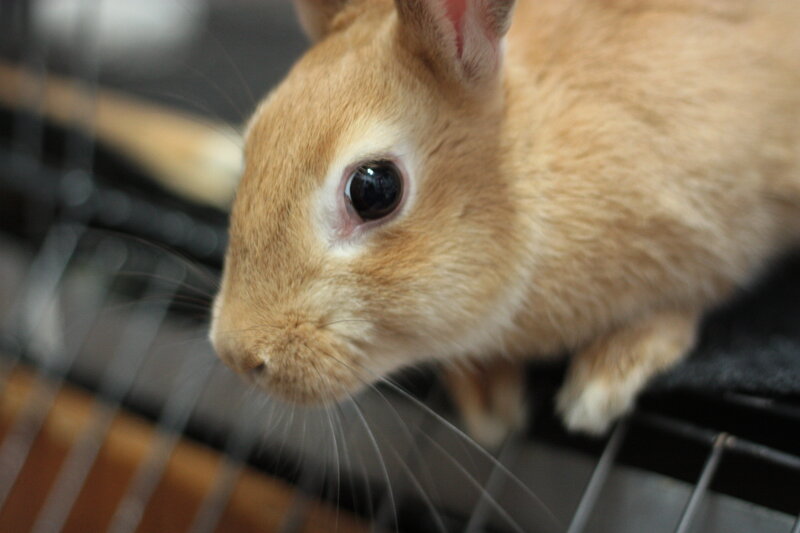 Brown Rabbit in Cage