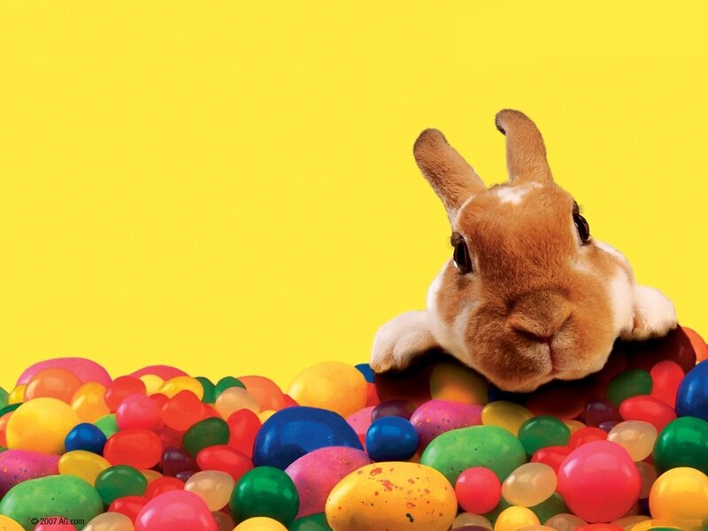 Brown Rabbit in Candies