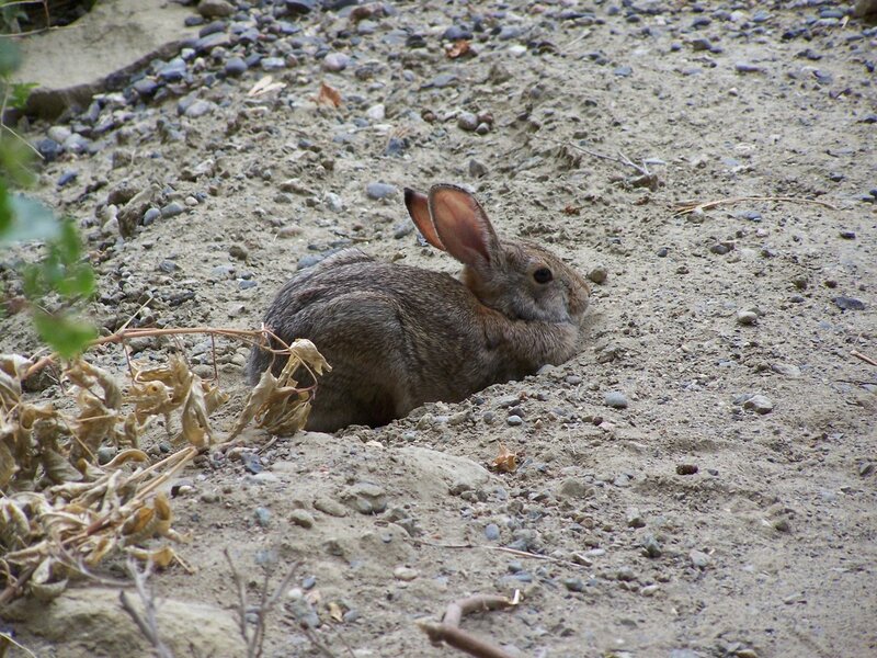 Brown Rabbit in Dirt
