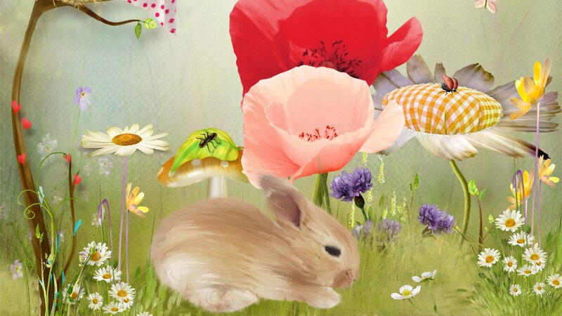 Brown Rabbit in Field