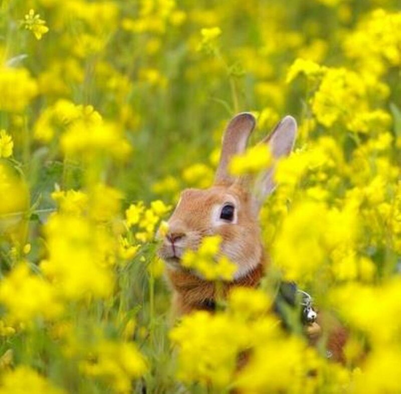 Brown Rabbit in Flowers — Yellow