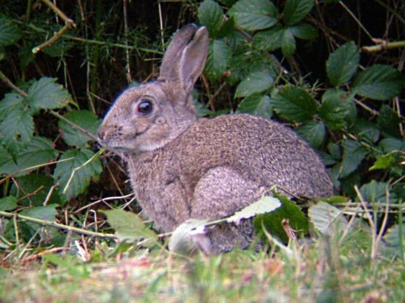 Brown Rabbit in Foliage