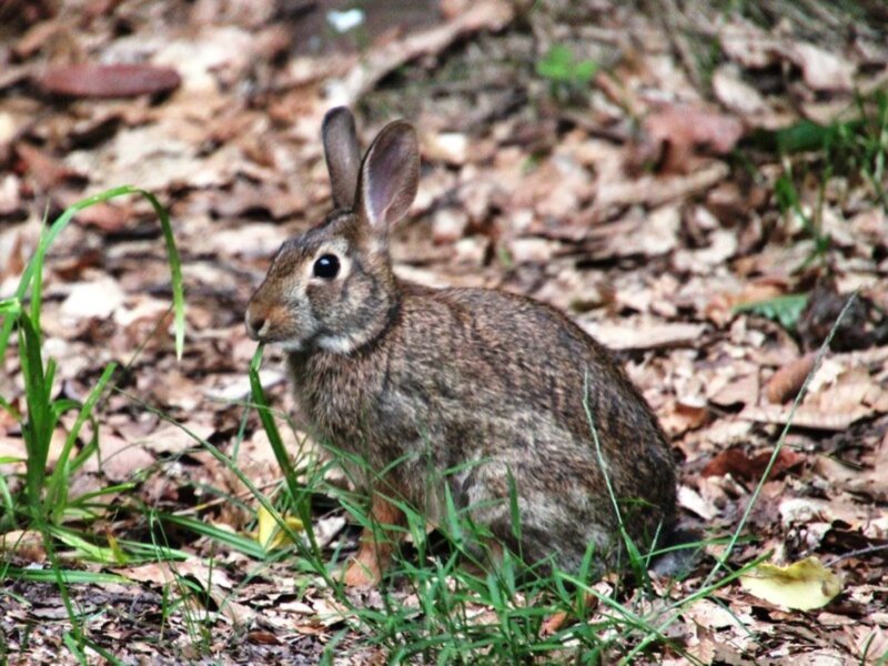 Brown Rabbit in Forest
