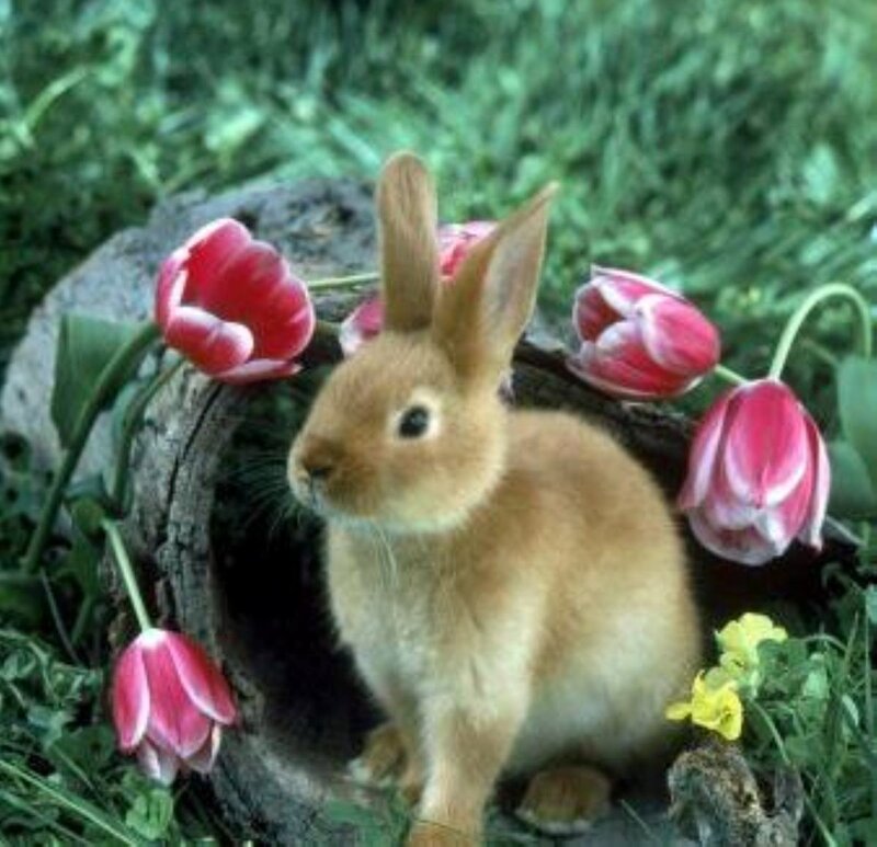 Brown Rabbit in Garden — Serene