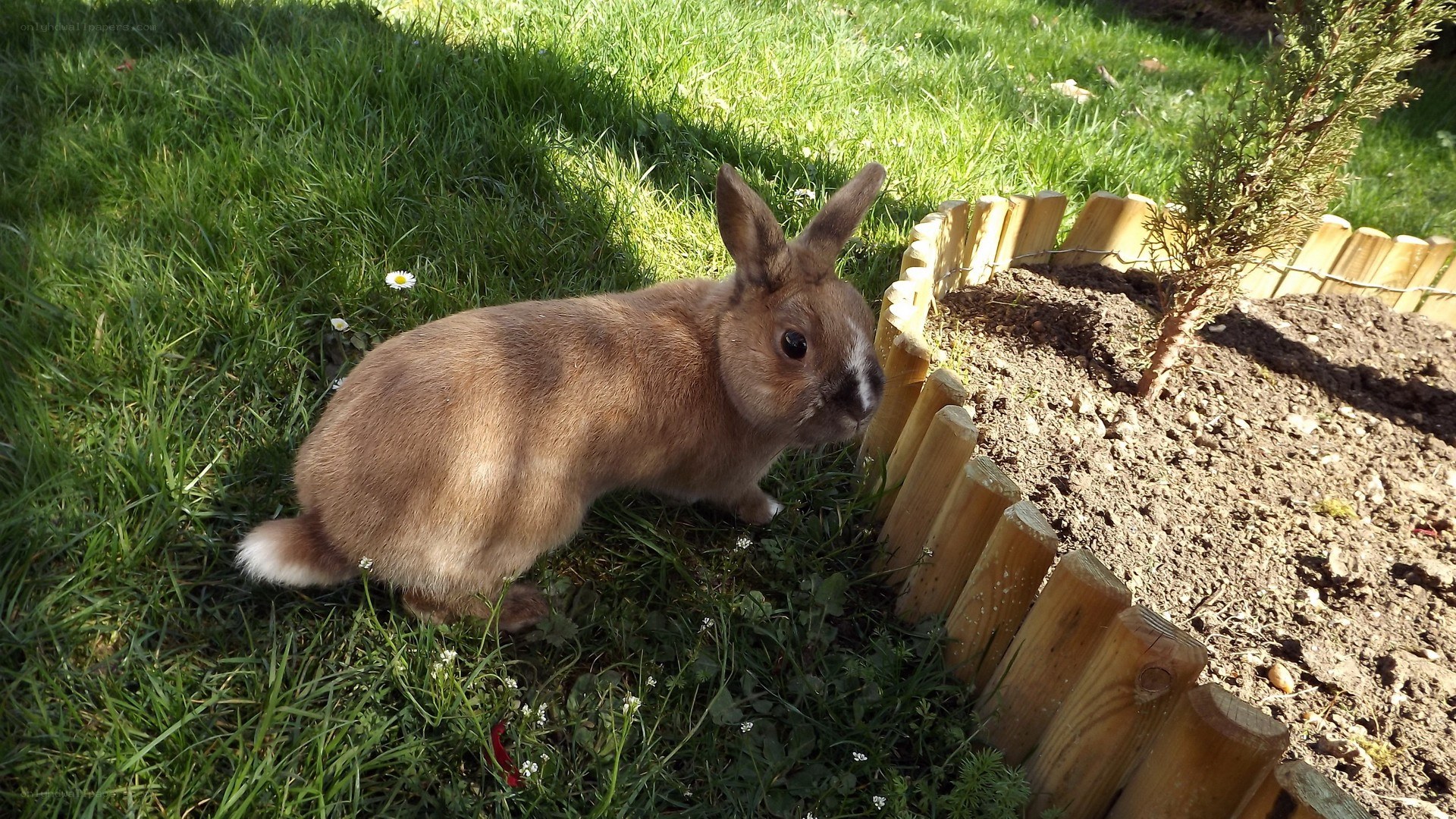 brown rabbit in garden