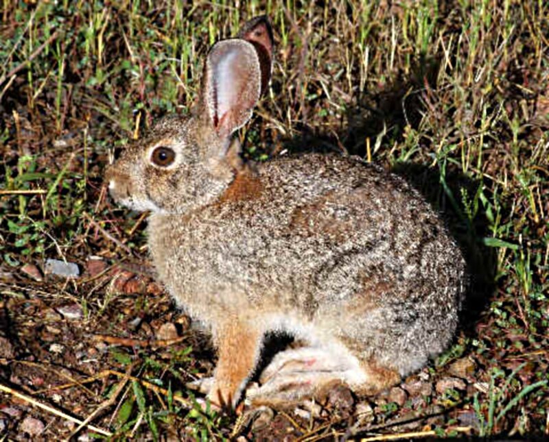 Brown Rabbit in Grass — Calm, Afternoon, Photograph