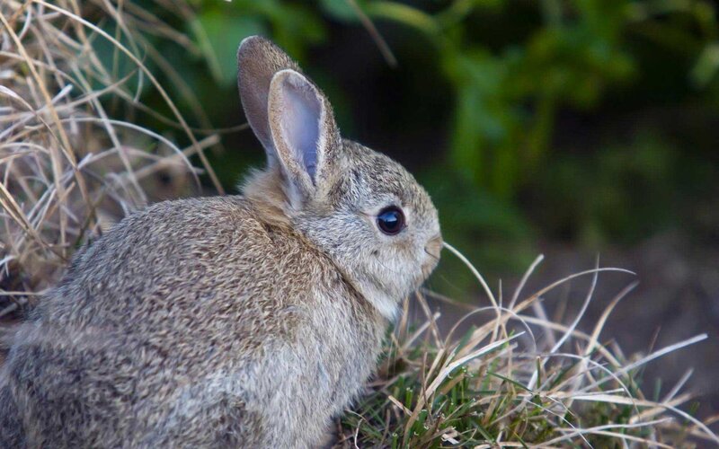 Brown Rabbit in Grass — Calm, Afternoon