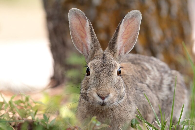 Brown Rabbit in Grass — Calm
