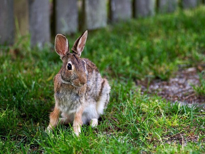 Brown Rabbit in Grass — Fence
