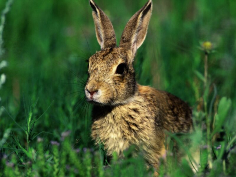 Brown Rabbit in Grass — Flowers