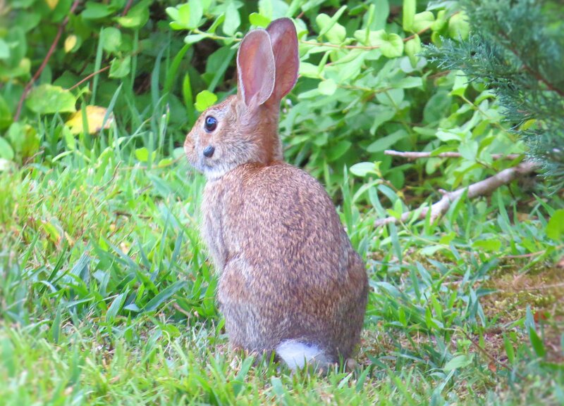 Brown Rabbit in Grass — Green, Calm, Afternoon, Photograph, Bushes