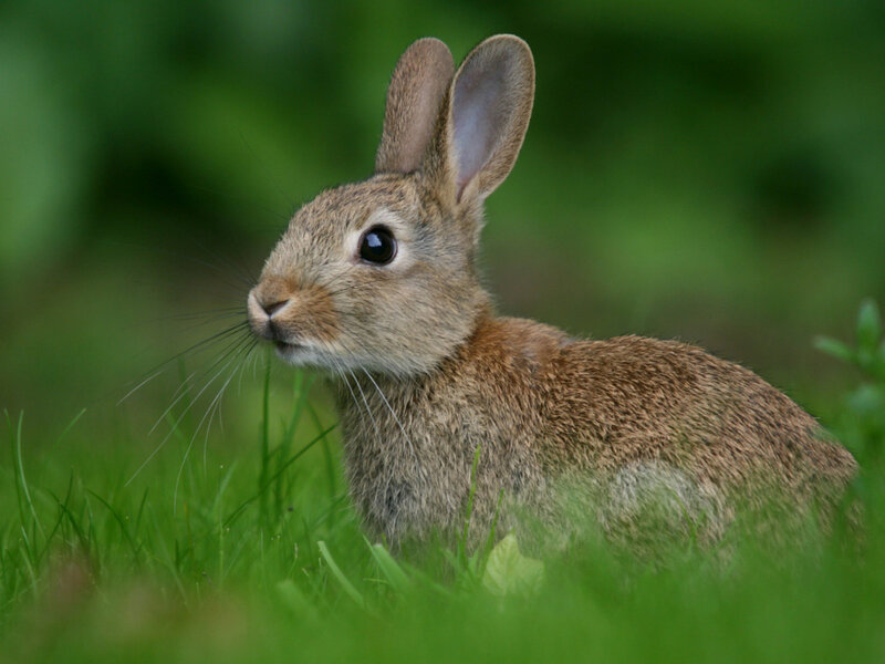 Brown Rabbit in Grass — Green, Calm, Afternoon, Photograph, Ears, Eyes