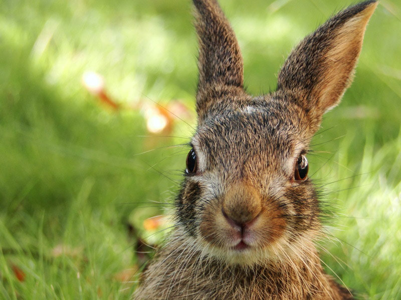 Brown Rabbit in Grass — Green, Calm, Afternoon, Photograph, Ears