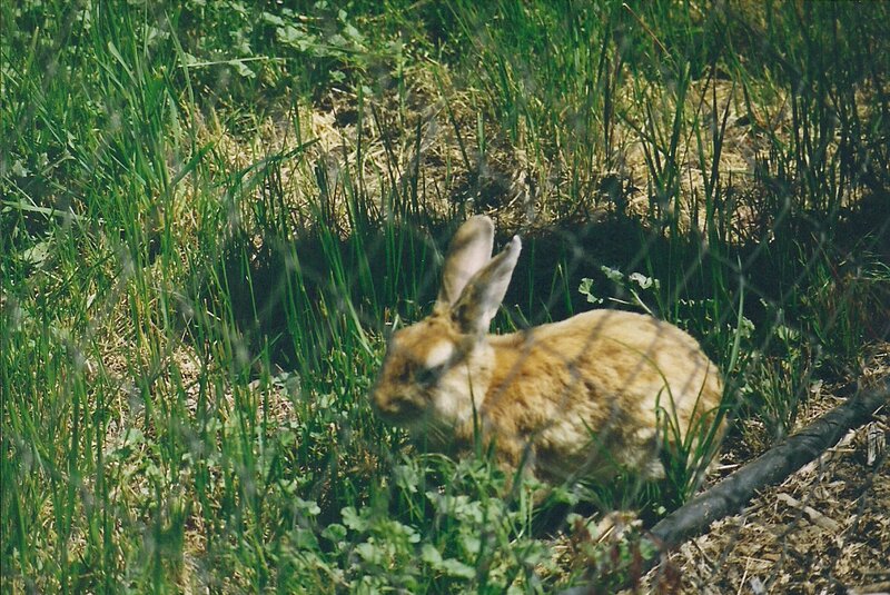 Brown Rabbit in Grass — Green, Calm, Afternoon, Photograph, Fence