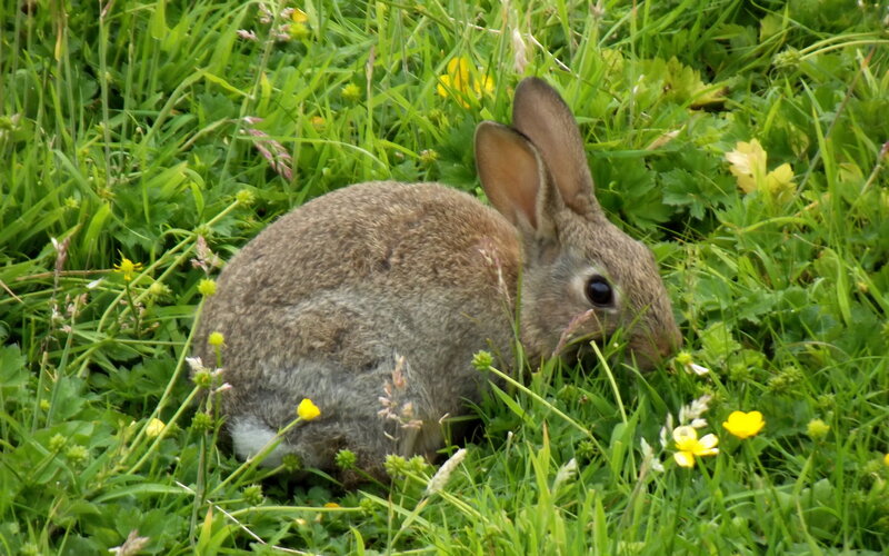 Brown Rabbit in Grass — Green, Calm, Afternoon, Photograph, Flowers