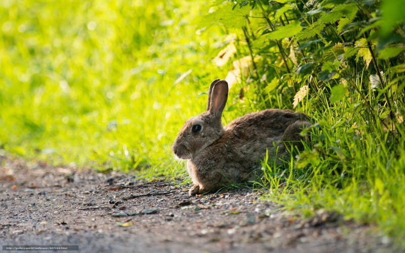 Brown Rabbit in Grass — Green, Calm, Afternoon, Photograph, Path