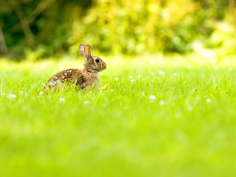 Brown Rabbit in Grass — Green, Calm, Afternoon