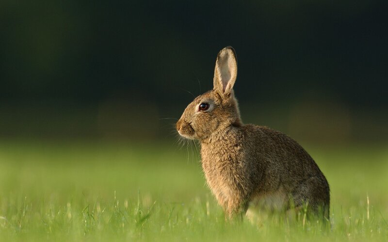 Brown Rabbit in Grass — Green, Calm, Morning