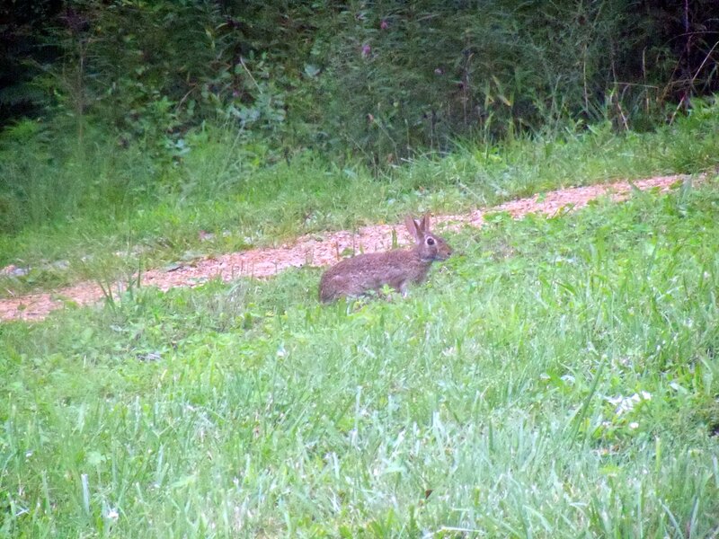 Brown Rabbit in Grass — Green, Calm, Night