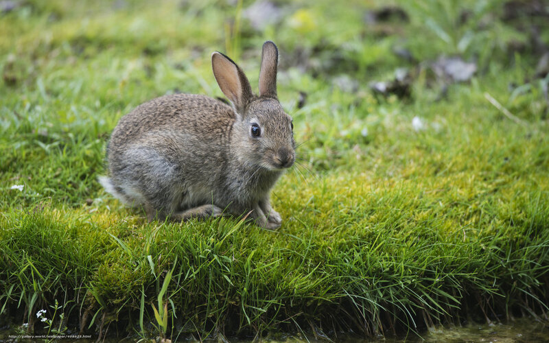 Brown Rabbit in Grass — Green, Calm, Photograph, Moss