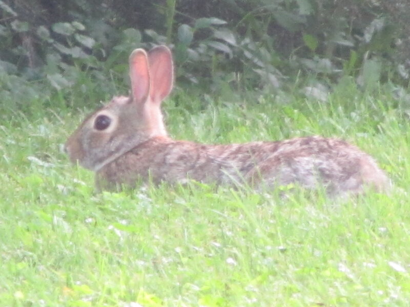Brown Rabbit in Grass — Green, Calm, Photograph
