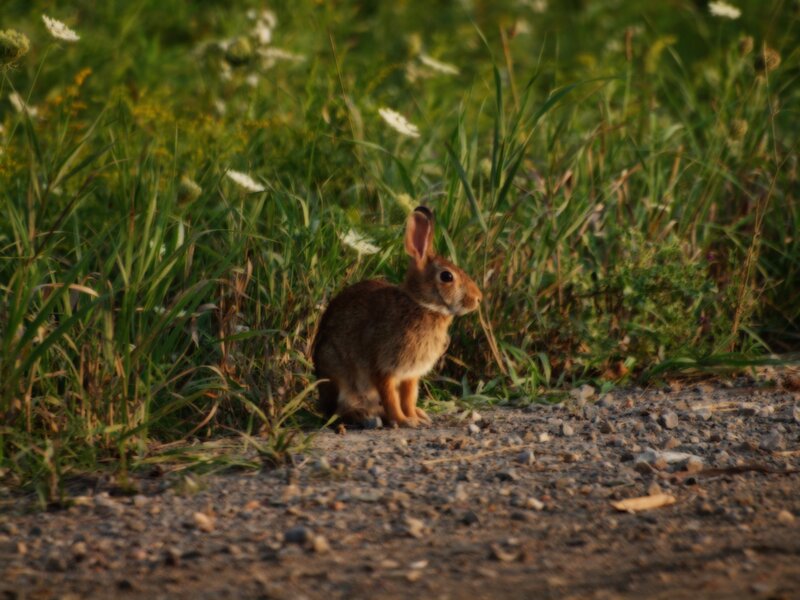 Brown Rabbit in Grass — Green, Calm, Sunset