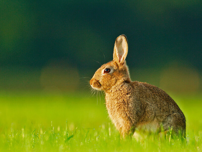 Brown Rabbit in Grass — Green, Calm