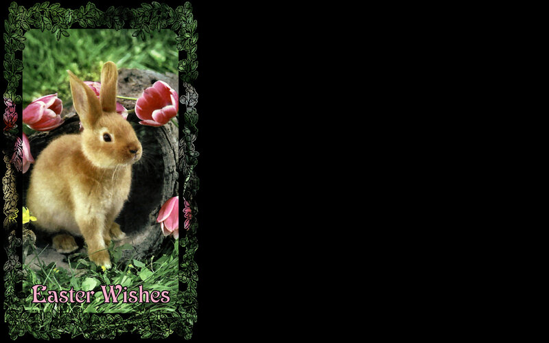 Brown Rabbit in Grass — Green, Peaceful
