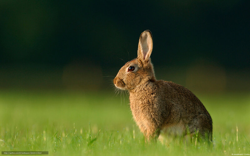 Brown Rabbit in Grass — Green, Serene, Morning